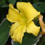 Hemerocallis Screaming Yellow Zonkers